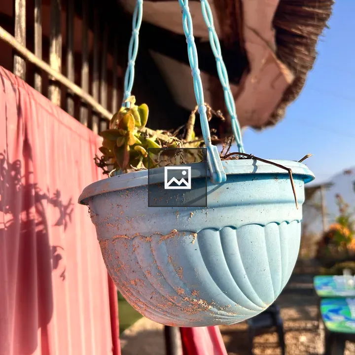 A plant in hanging pot