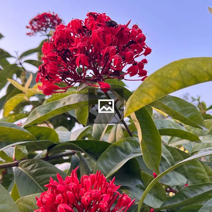 Close-up Red Flower Clusters
