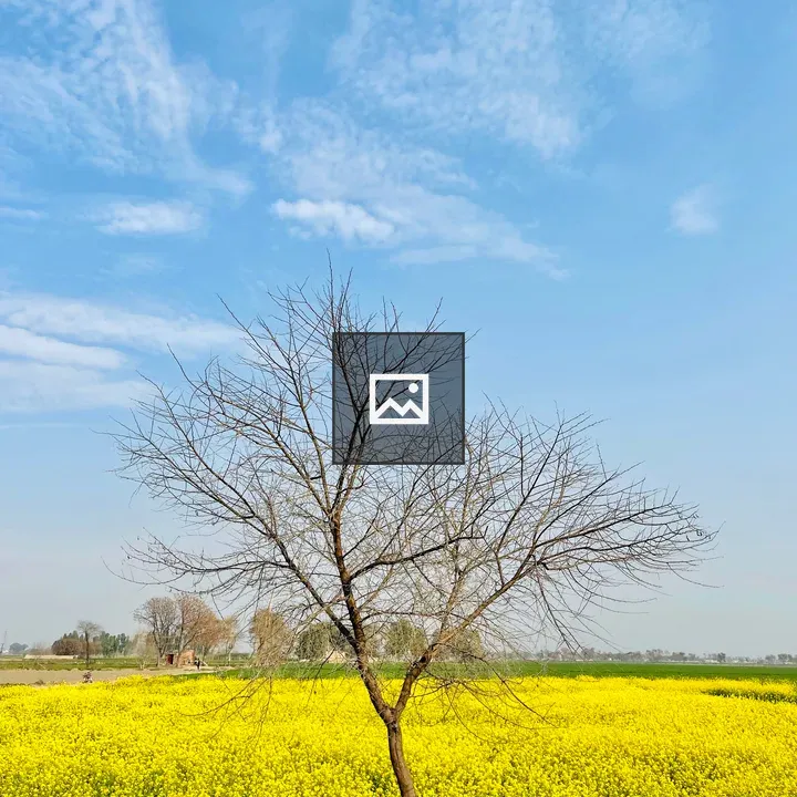 Flower and Blue Sky in Basirpur