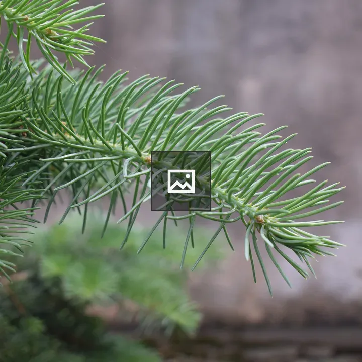 Close-up of green pine needles