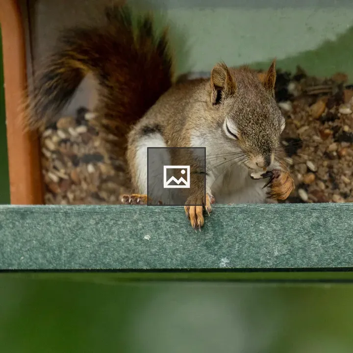 Juvenile American Red Squirrel