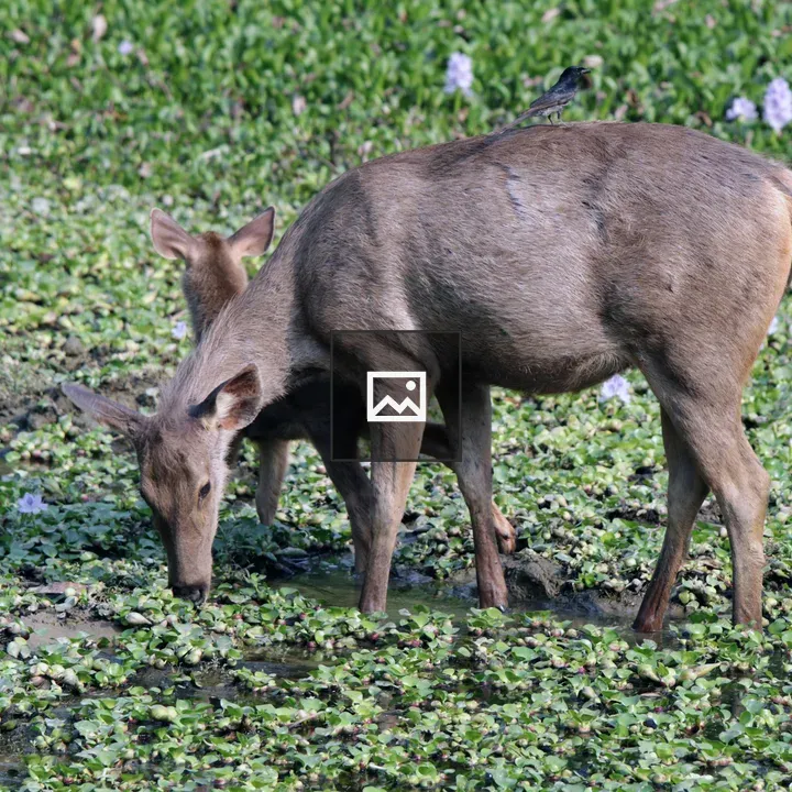 Sambar deer in water with fawn