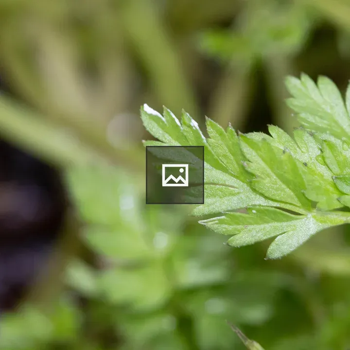 Macro leaf on blurred background