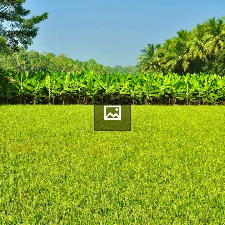Rice, Banana, and Coconut Fields