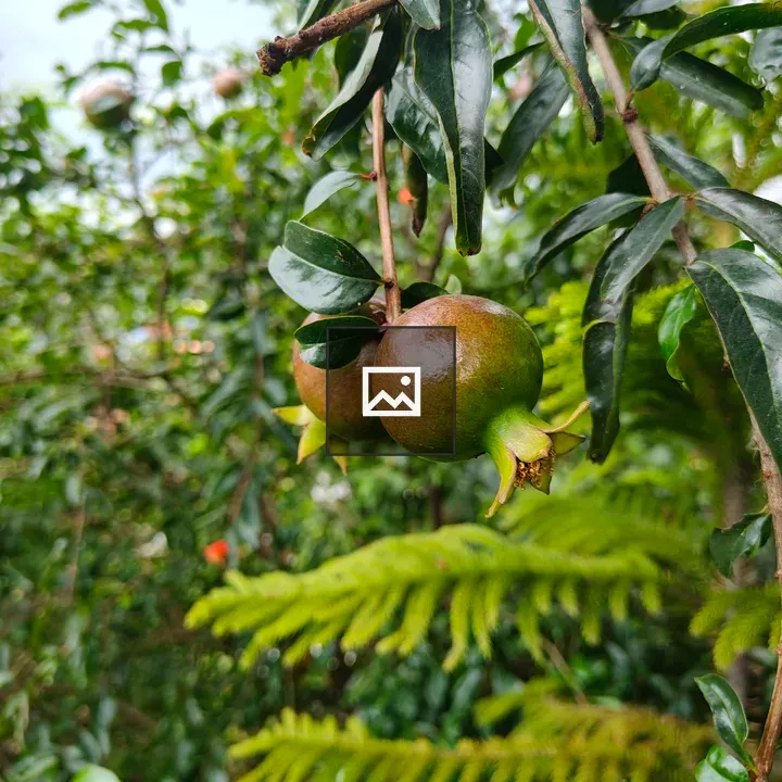 Two pomegranate fruits on branch