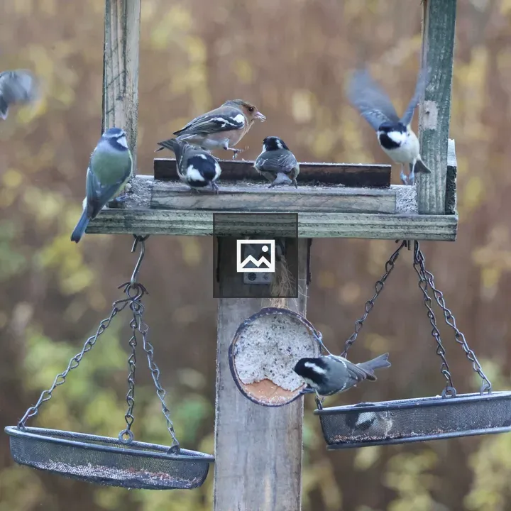 Chaffinches and Tits at Garden Bird Table