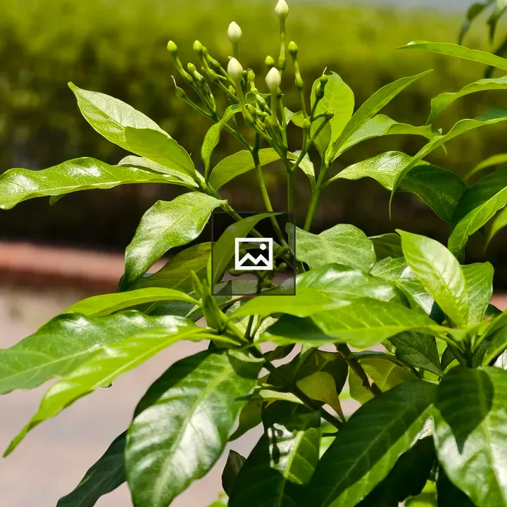 Flower Buds on Green Stem