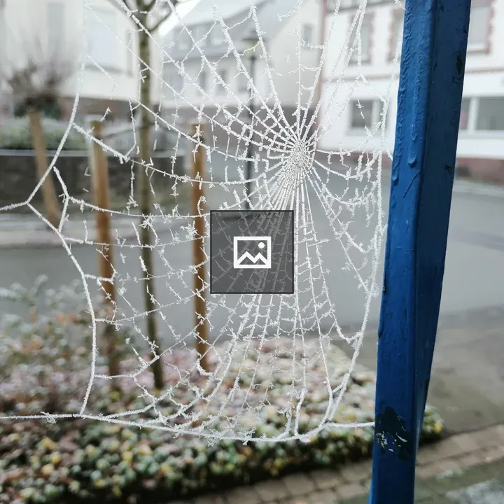 Frozen spider web