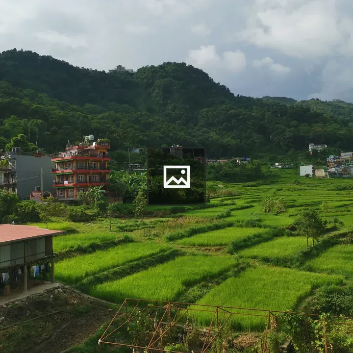 Rice fields in Pokhara panoramic