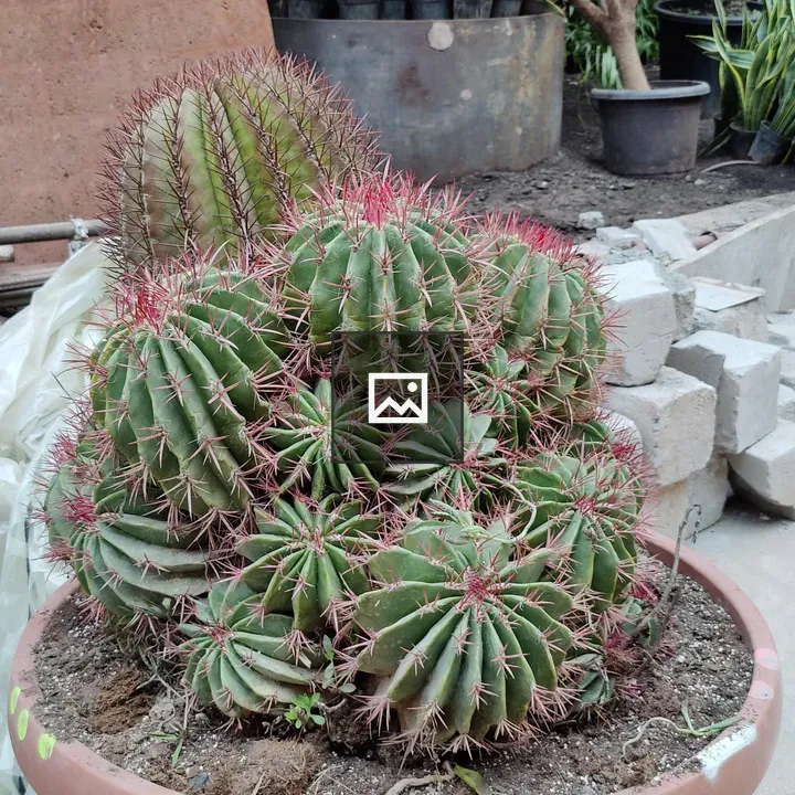 Ferocactus pilosus cactus