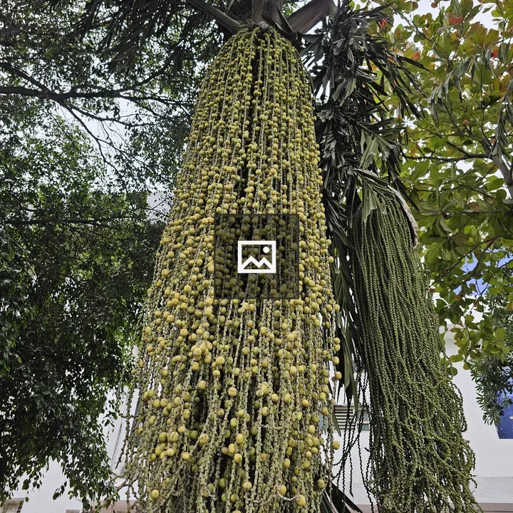 Fishtail palm berries