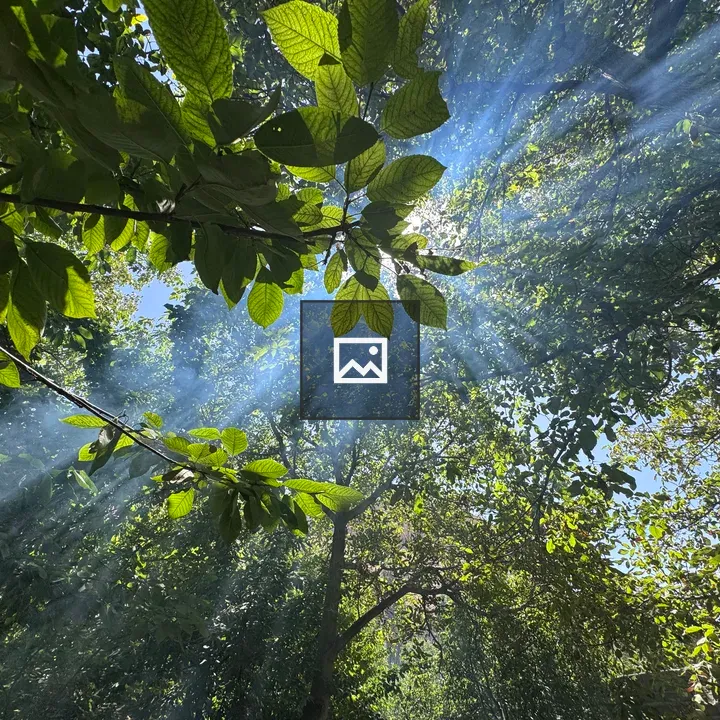 View Up Through Green Leaves