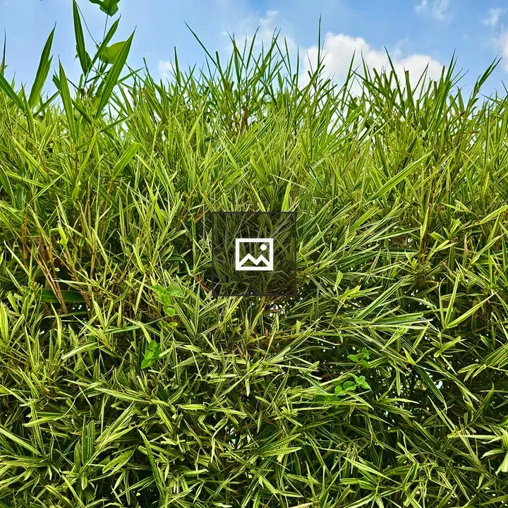 Miniature bamboo fence plants
