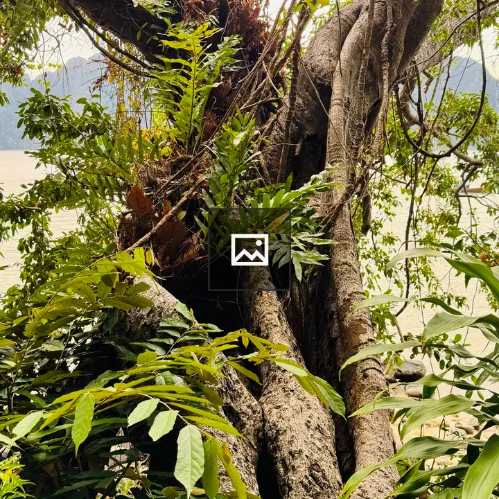 Close-up of tree trunk with ferns