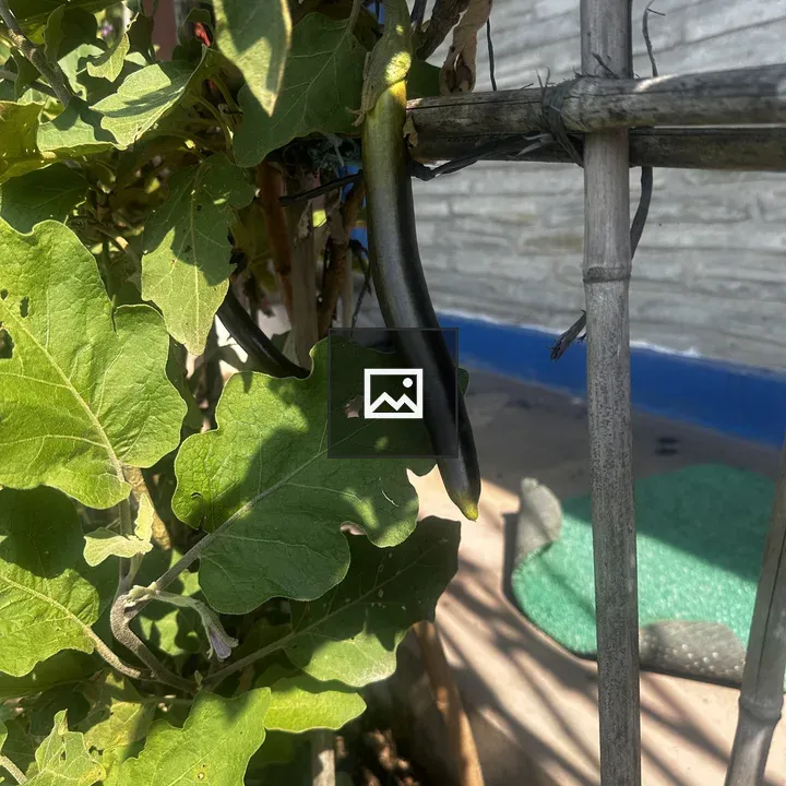 Eggplant on Green Leaves