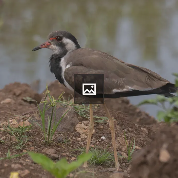 Red-wattled Lapwing by Water