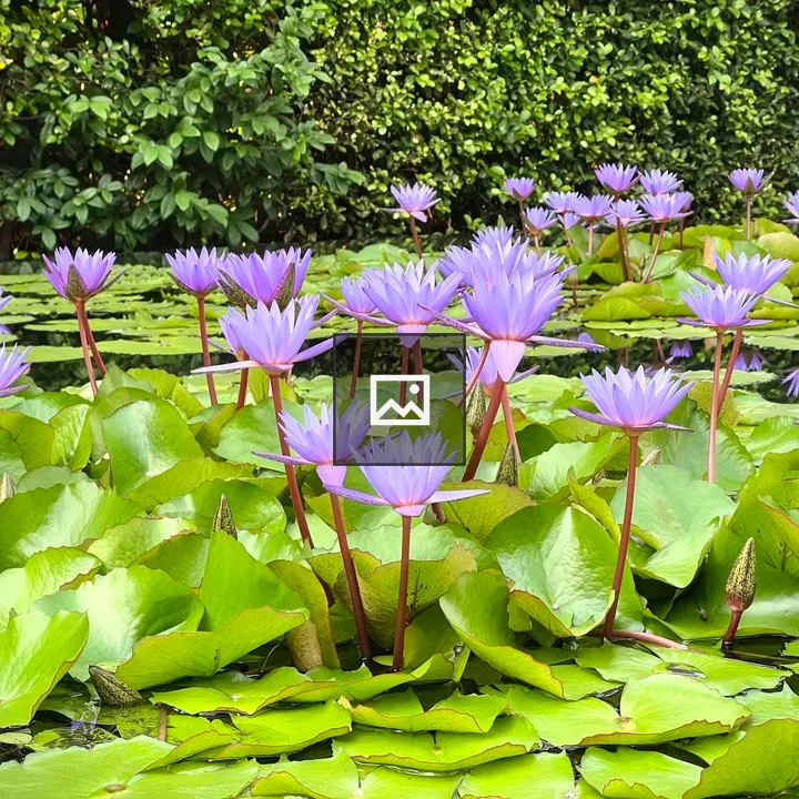 Water lilies in Bangkok scene