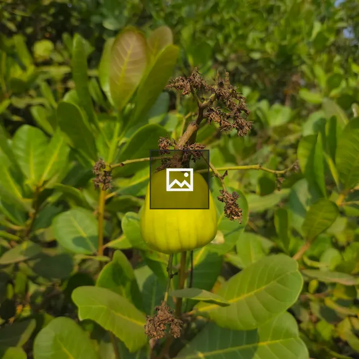 Cashew Apple on Branch