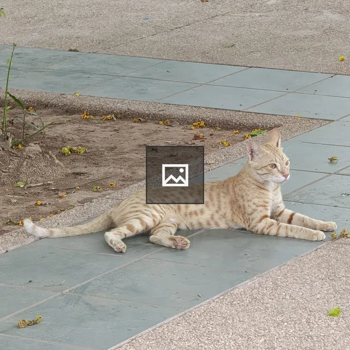 Cat on patterned garden tiles