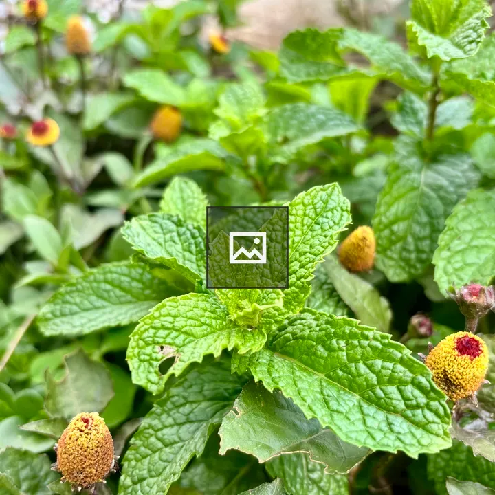 Mint Leaves and Yellow Flowers