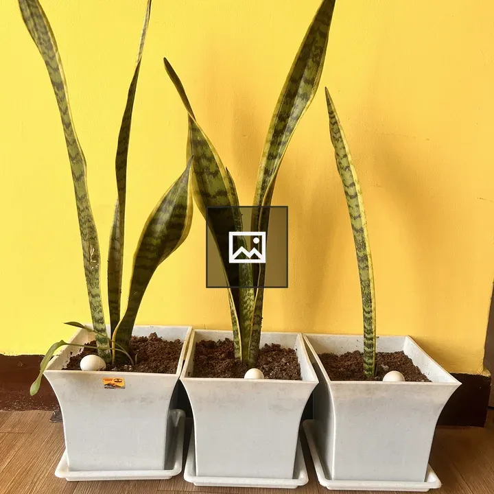Three snake plants in pots