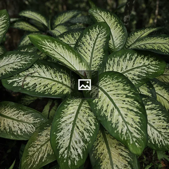 Dieffenbachia leaves close-up