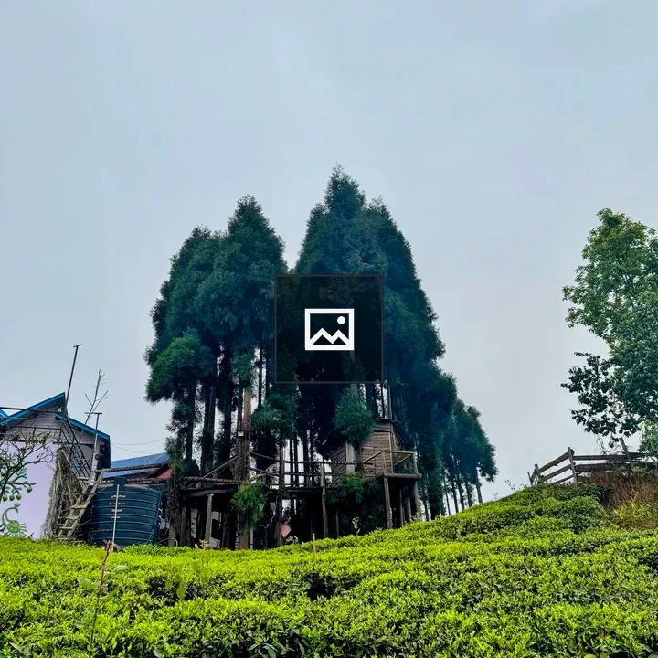 Hillside with Evergreen Trees and Tea Garden