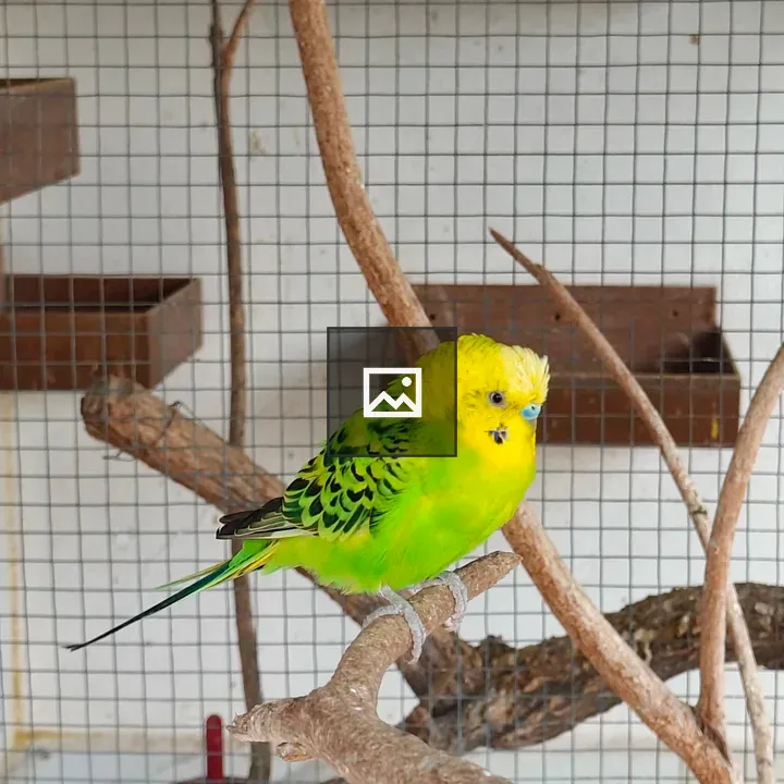 Budgerigar on Branch