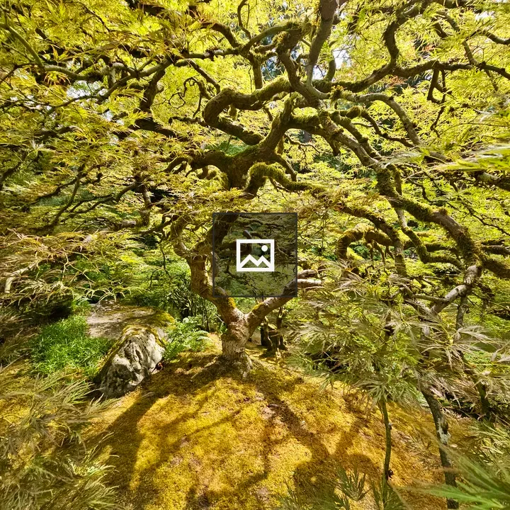 Japanese maple in Portland Japanese Garden