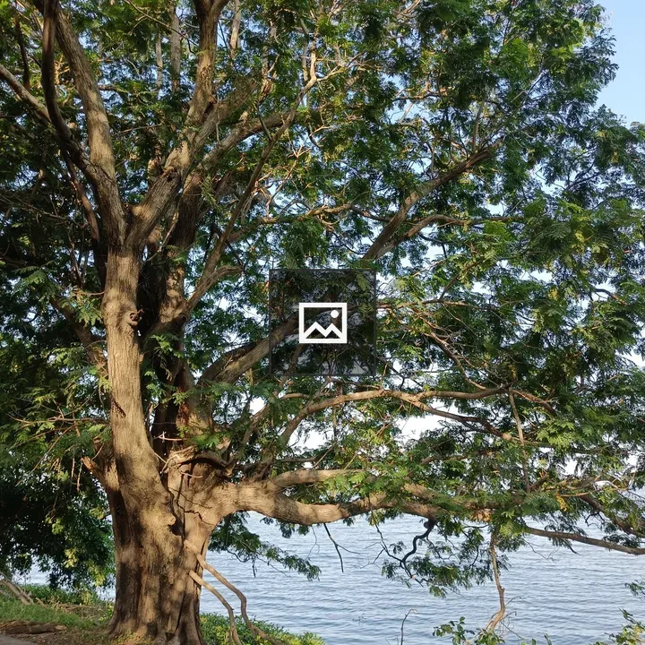 Tree by Pond at Openverse Walk