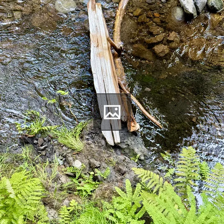 Broken logs by creek in forest