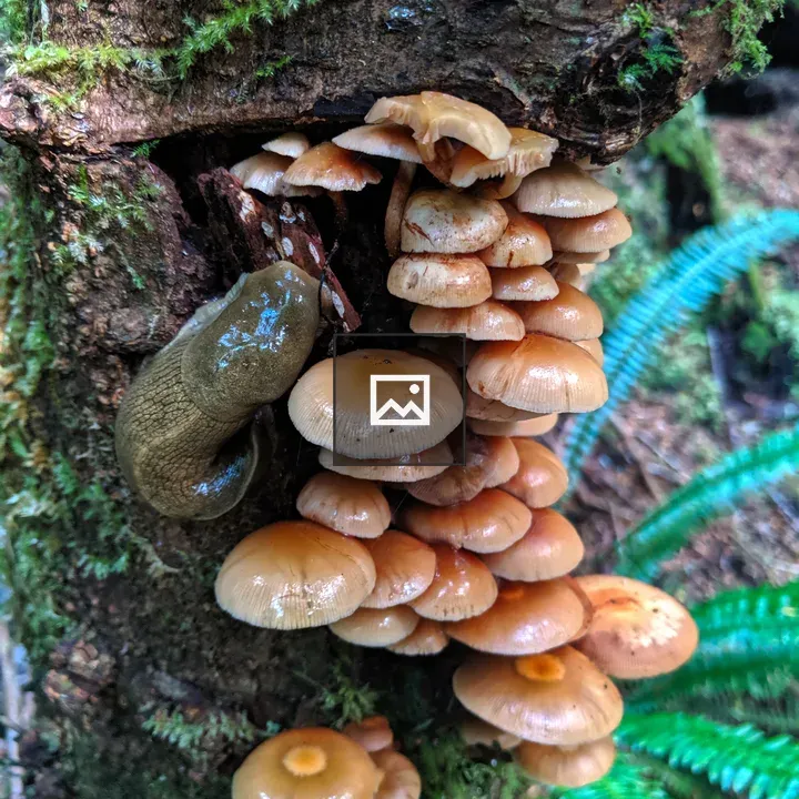 Mushrooms on Tree with Slug
