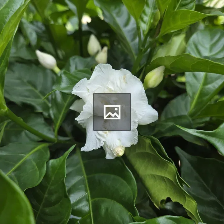 White ruffled flower close-up
