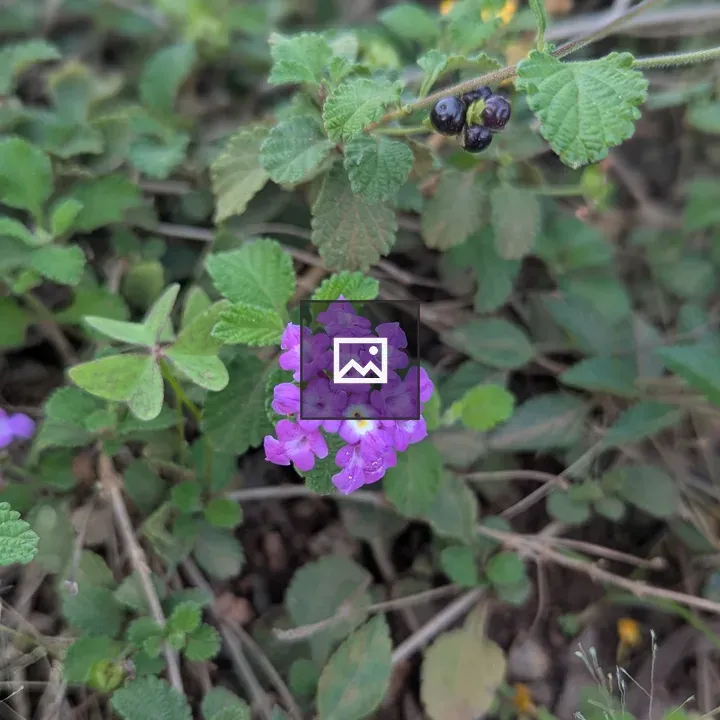 Close-up of purple flowers cluster