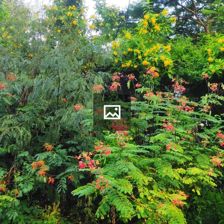 Nature and Flowers in September