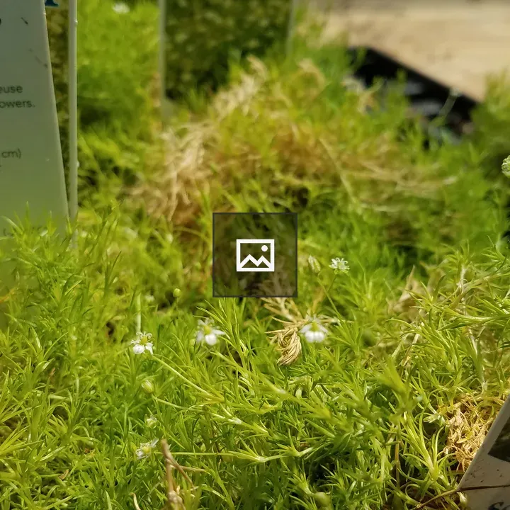 Scotch moss plant