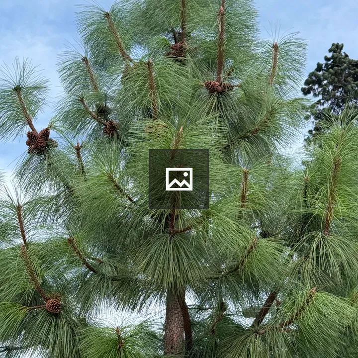 Pine Tree with Cones