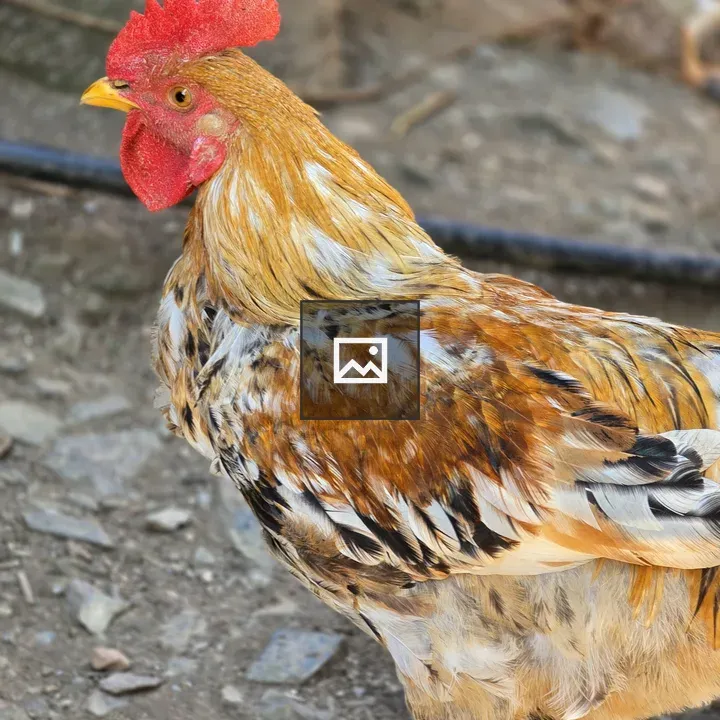 Colorful rooster on gravel