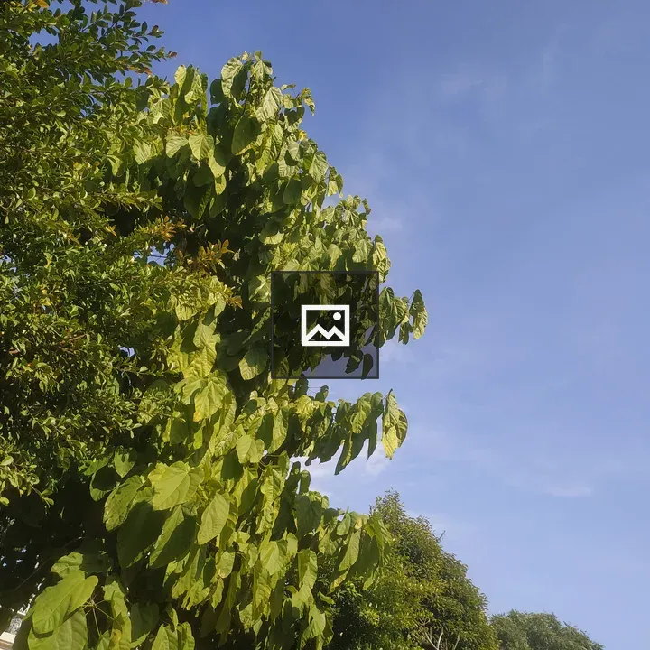 Green Leaves Against Blue Sky