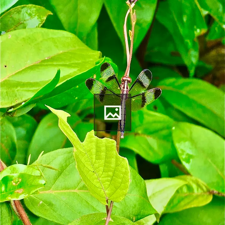 A Neurothemis Tullia Dragonfly