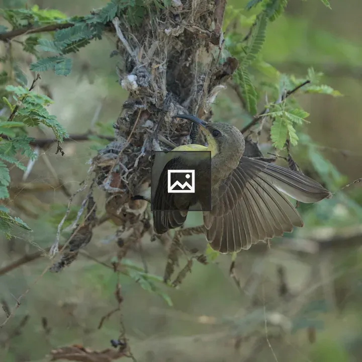 Small brown and yellow bird on nest