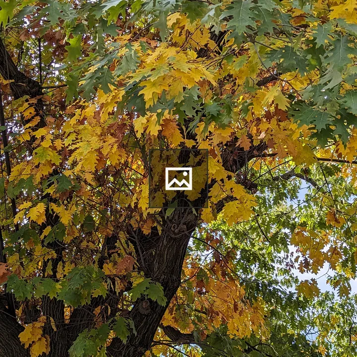 Leaves on a tree branch
