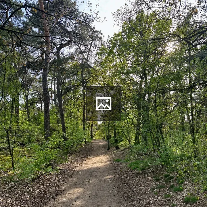 Path in the woods
