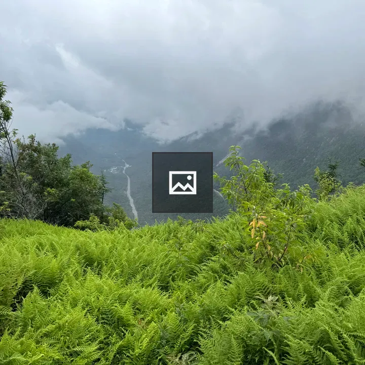 Mount Willard Green Ferns