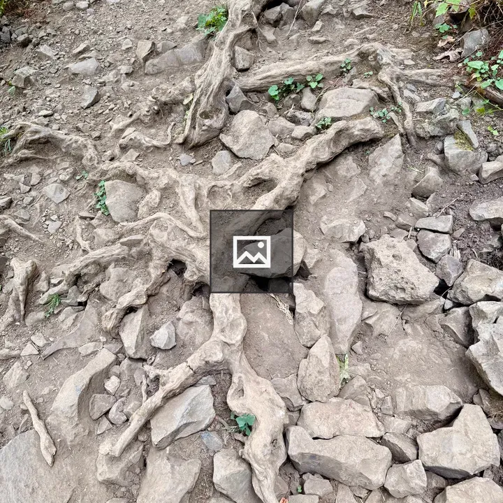 Twisted tree roots on rocky trail