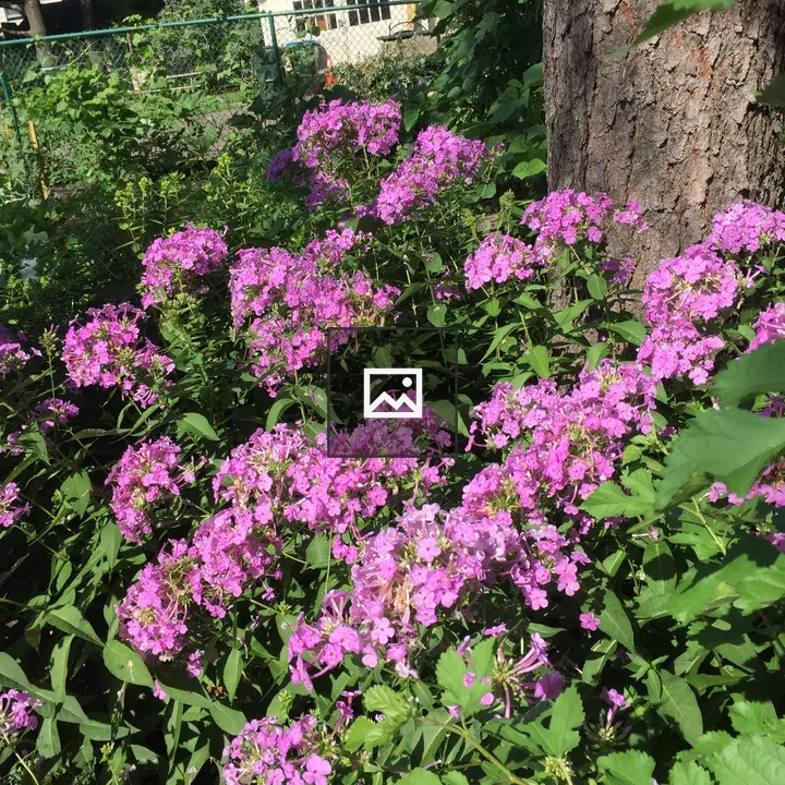 Purple Flowers in a Garden