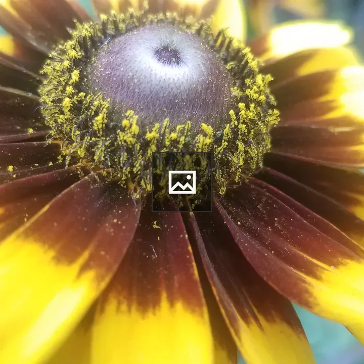 Pollen Covered Flower