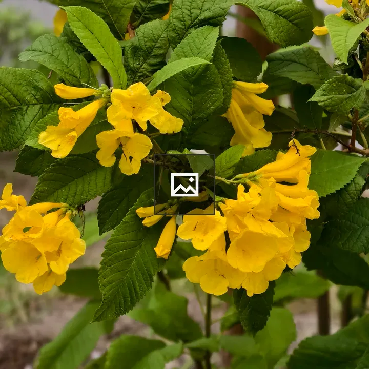 Close-up Yellow Trumpet Flowers