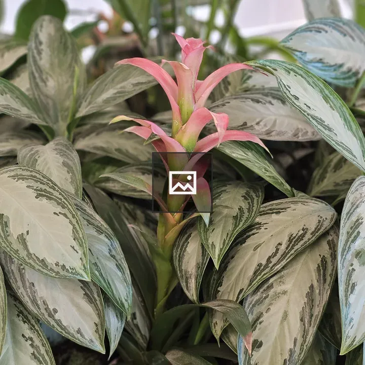 Pink bromeliad among green leaves