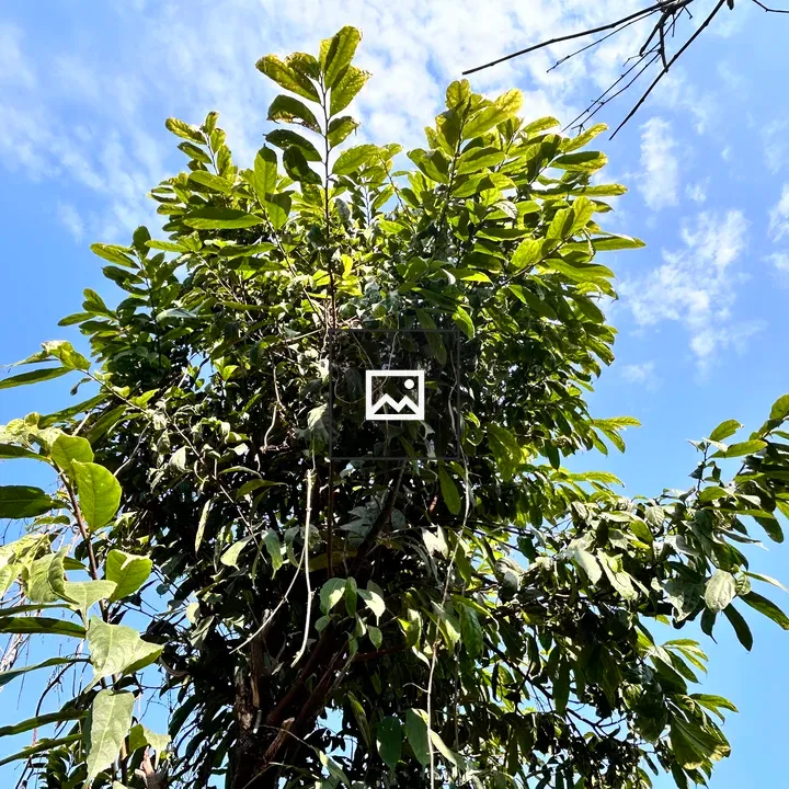 Majestic trees from ground to sky